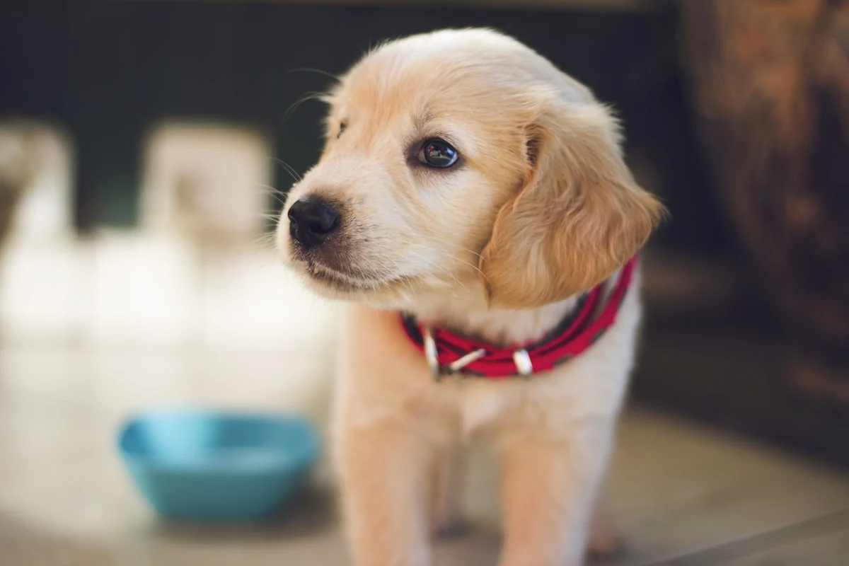 Como saber a idade do cachorro em anos humanos